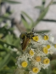 Lepturobosca
