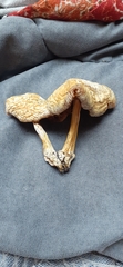 Agaricus andrewii