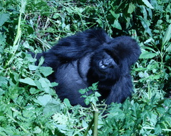 Gorilla beringei beringei