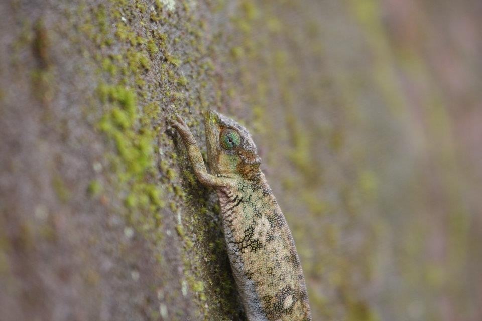 Rugege Highlands Forest Chameleon