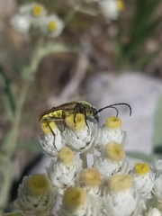 Lepturobosca