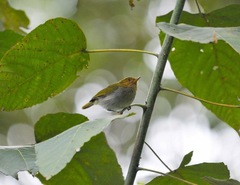 Phylloscopus laetus