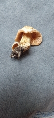 Agaricus andrewii