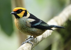 Flame-Faced Tanager photo 4