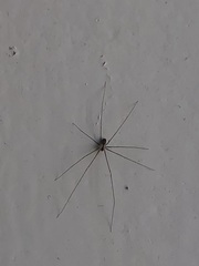 Pholcus phalangioides