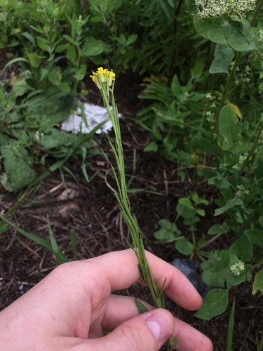 European wallflower (Erysimum virgatum)