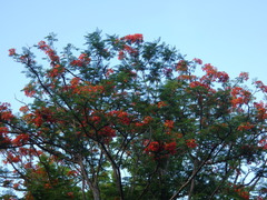 Delonix regia