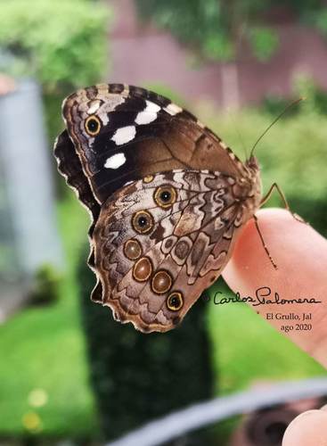 White-spotted Satyr