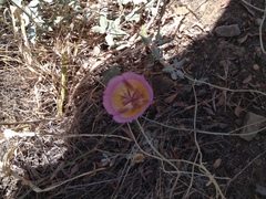 Calochortus plummerae