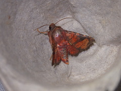Dysodia miniata