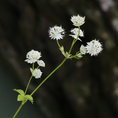 Astrantia pontica