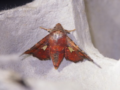 Dysodia miniata