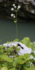 Astrantia pontica