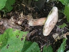 Caloboletus inedulis