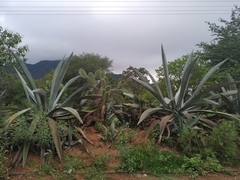 Agave mapisaga