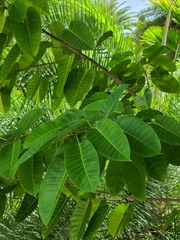 Ficus citrifolia