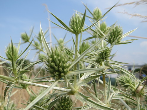 Field Eryngo