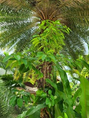 Ficus citrifolia