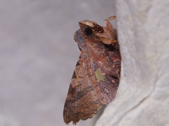 Dysodia miniata