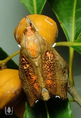 Styphlolepis hypermegas