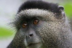 Cercopithecus mitis stuhlmanni