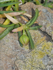 Spergularia tasmanica