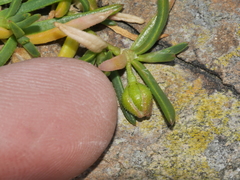 Spergularia tasmanica