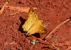 Myscelus amystis epigona