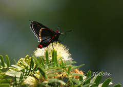 Mysoria barcastus