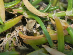 Spergularia tasmanica