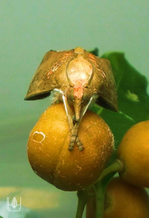 Styphlolepis hypermegas