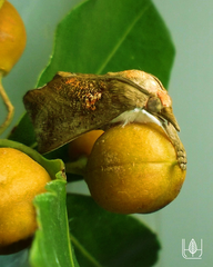 Styphlolepis hypermegas