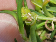 Spergularia tasmanica