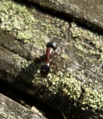 Camponotus novaeboracensis