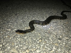 Nerodia fasciata × clarkii