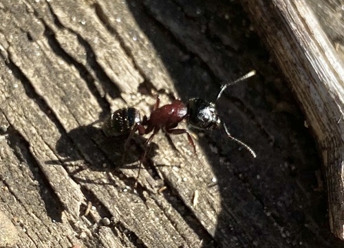 photo of New York Carpenter Ant (Camponotus novaeboracensis)