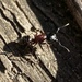 photo of New York Carpenter Ant (Camponotus novaeboracensis)