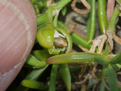 Spergularia tasmanica