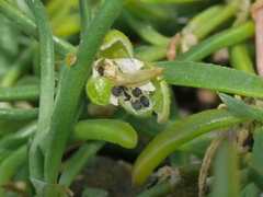 Spergularia tasmanica