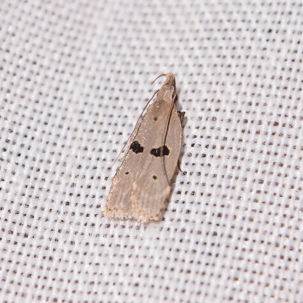 Dichomeris loxospila