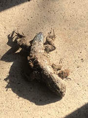 Sceloporus occidentalis
