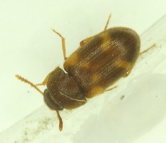 Mycetophagus californicus