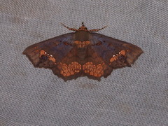 Lopharthrum comprimens