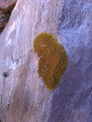 Xanthomendoza trachyphylla