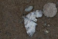 Lobophora