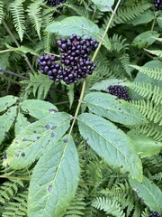 Sambucus racemosa melanocarpa