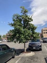 Quercus bicolor
