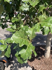 Quercus bicolor