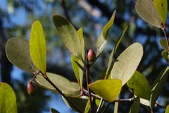 Muellerina celastroides