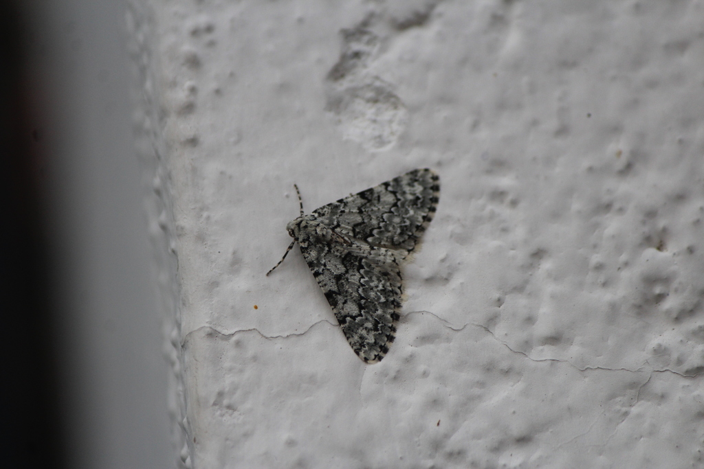 Tracheops bolteri